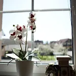 Domen's Cozy アパート
